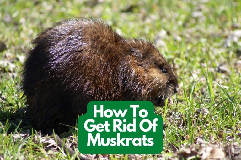 How To Get Rid Of Muskrats From Your Home – Complete Guide
