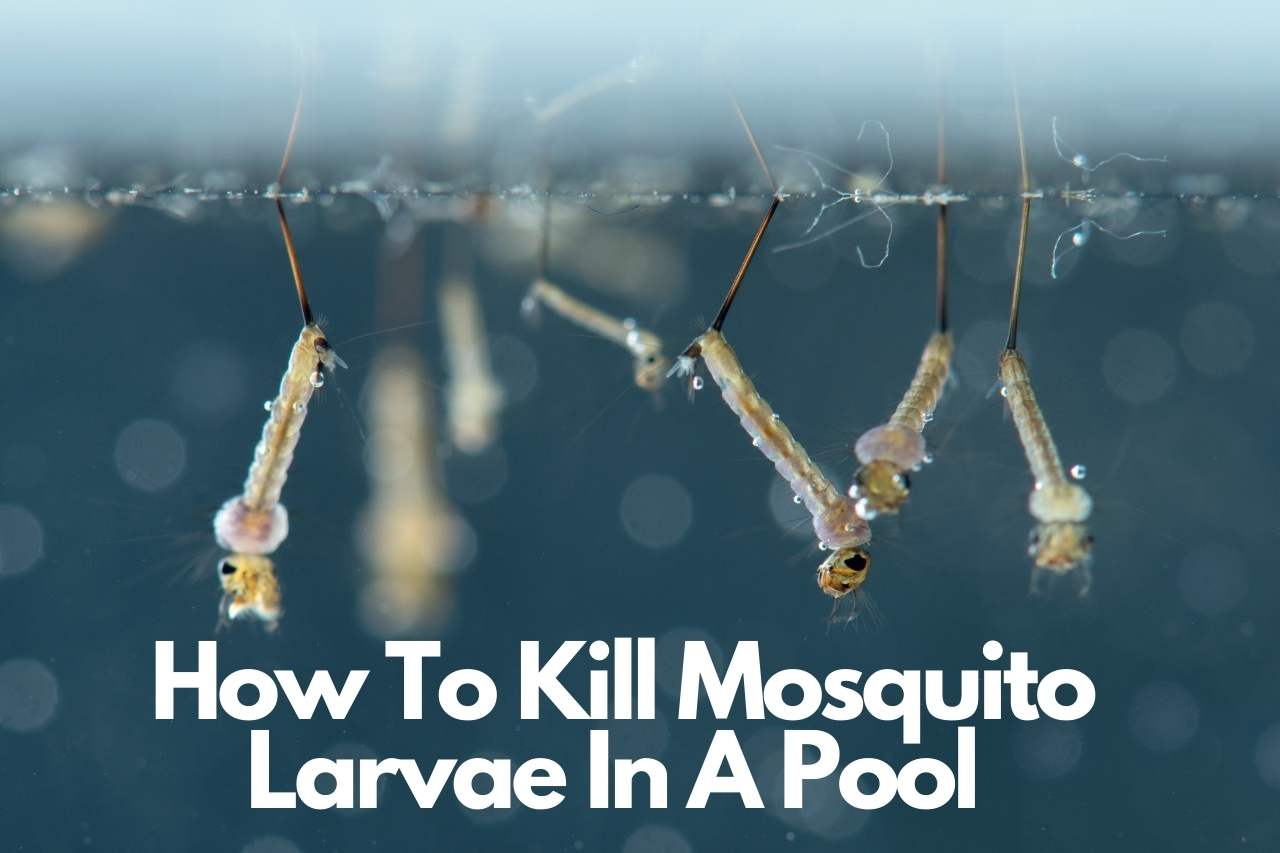 How To Kill Mosquito Larvae In A Pool