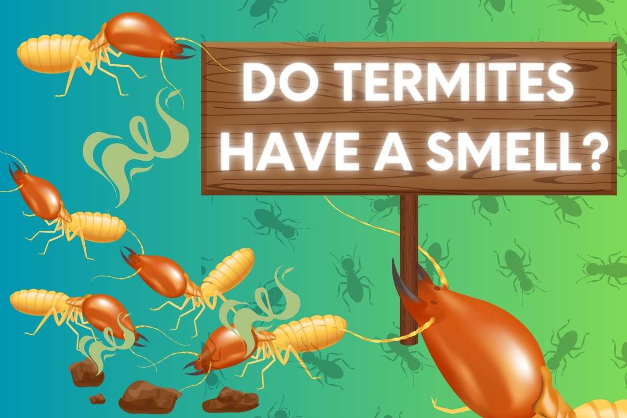 do termites have a smell