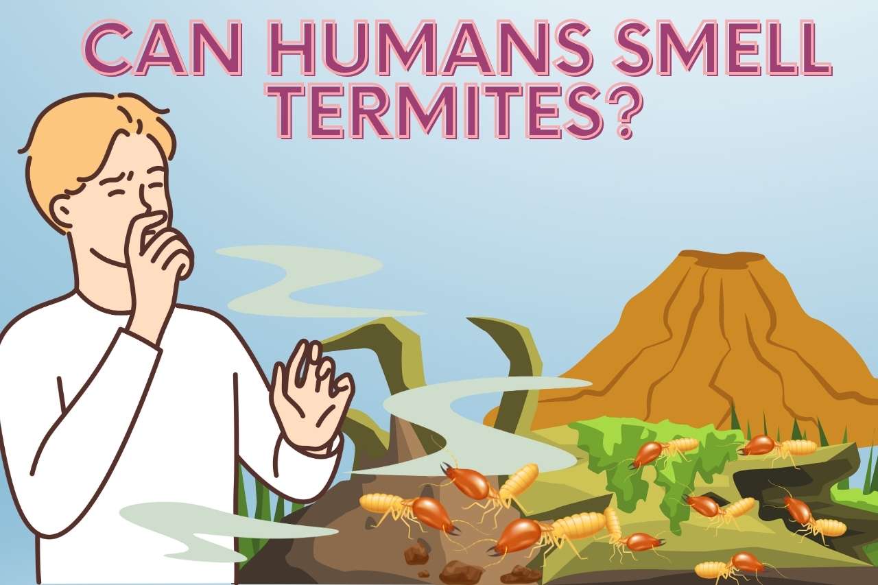 Can Humans Smell Termites?
